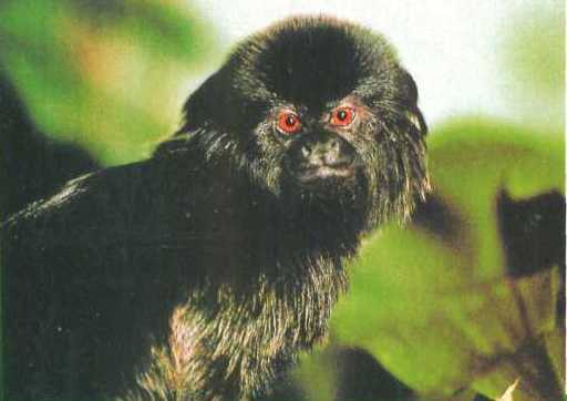 мавпа-ревун