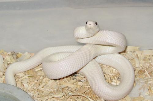 біла змія
