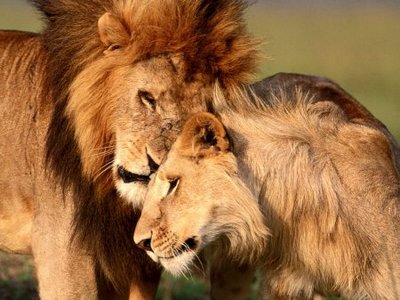Любов серед левів
