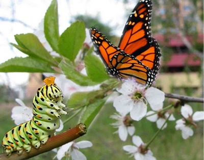метелик та гусениця