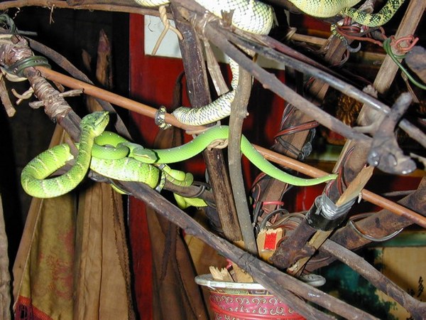 змеиный храм в Пенанге