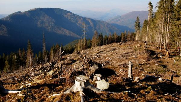 Вырубка карпатских лесов